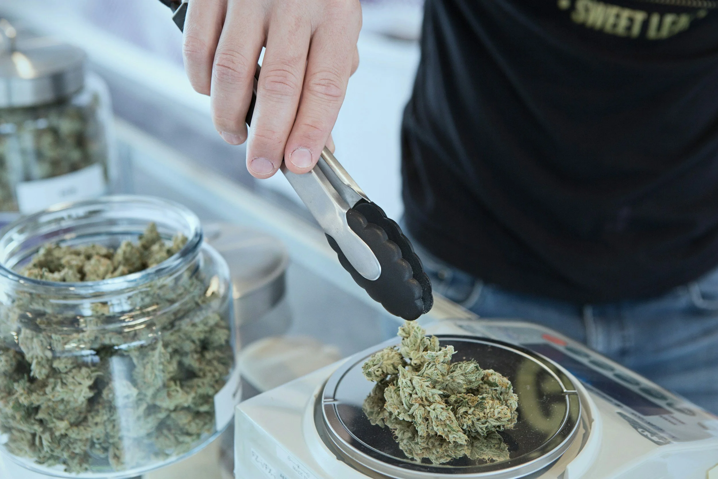 Curing and trimming of harvested cannabis flower