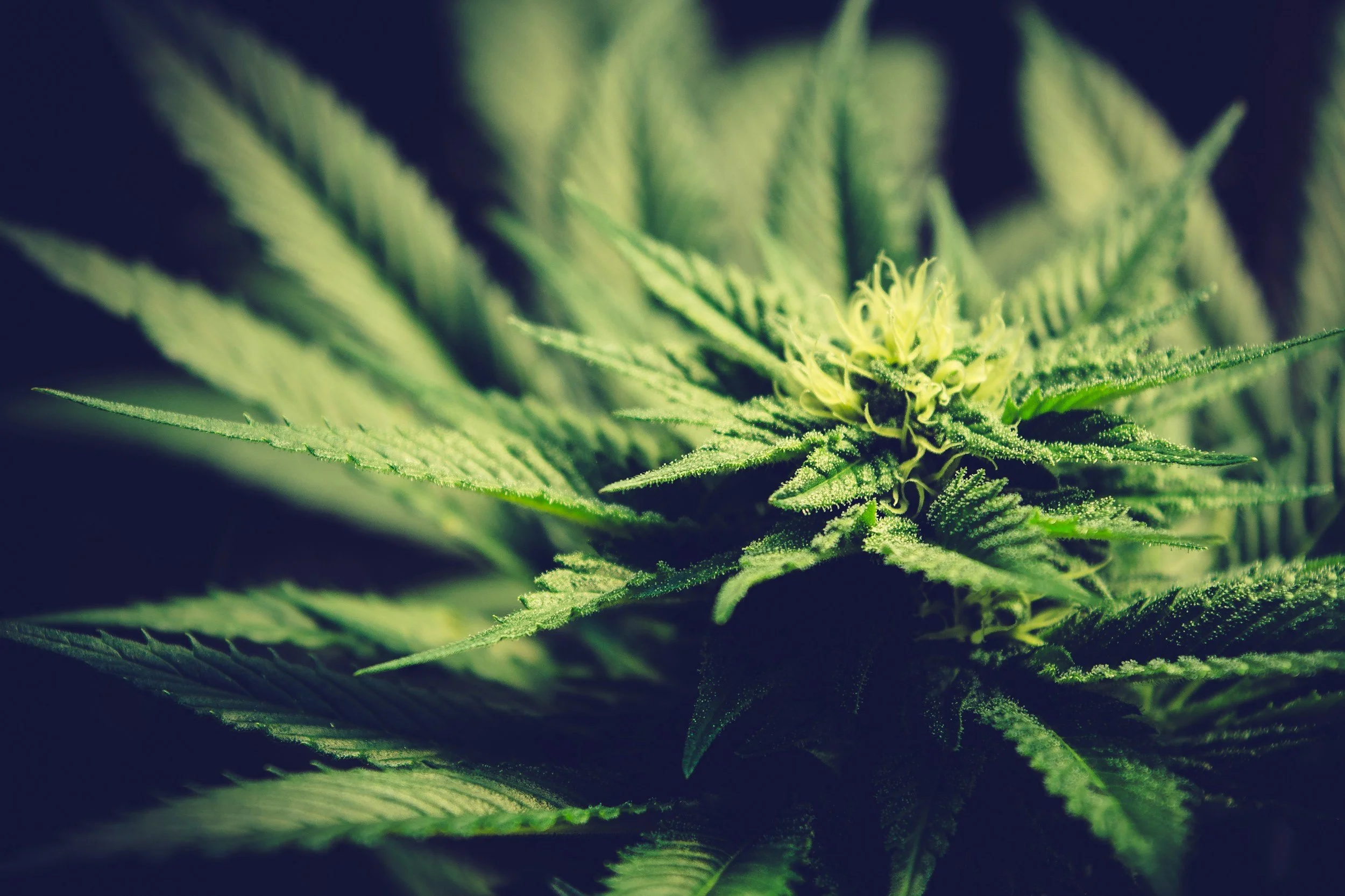 Cannabis plant at peak harvest