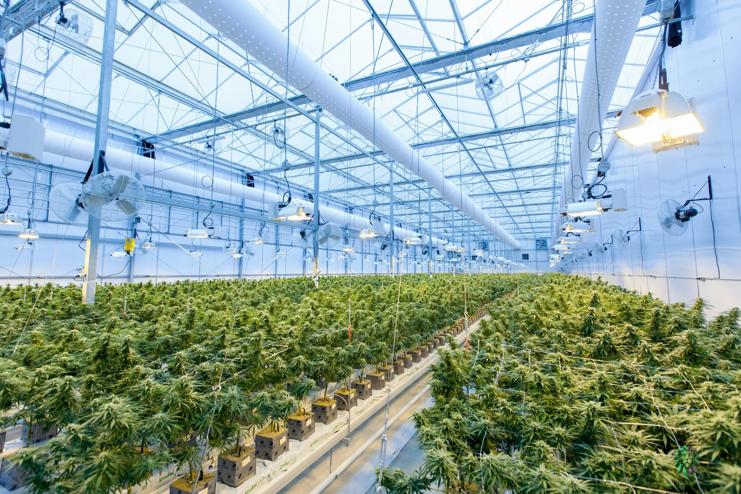 Clean, sanitized cultivation greenhouse with rows of plants