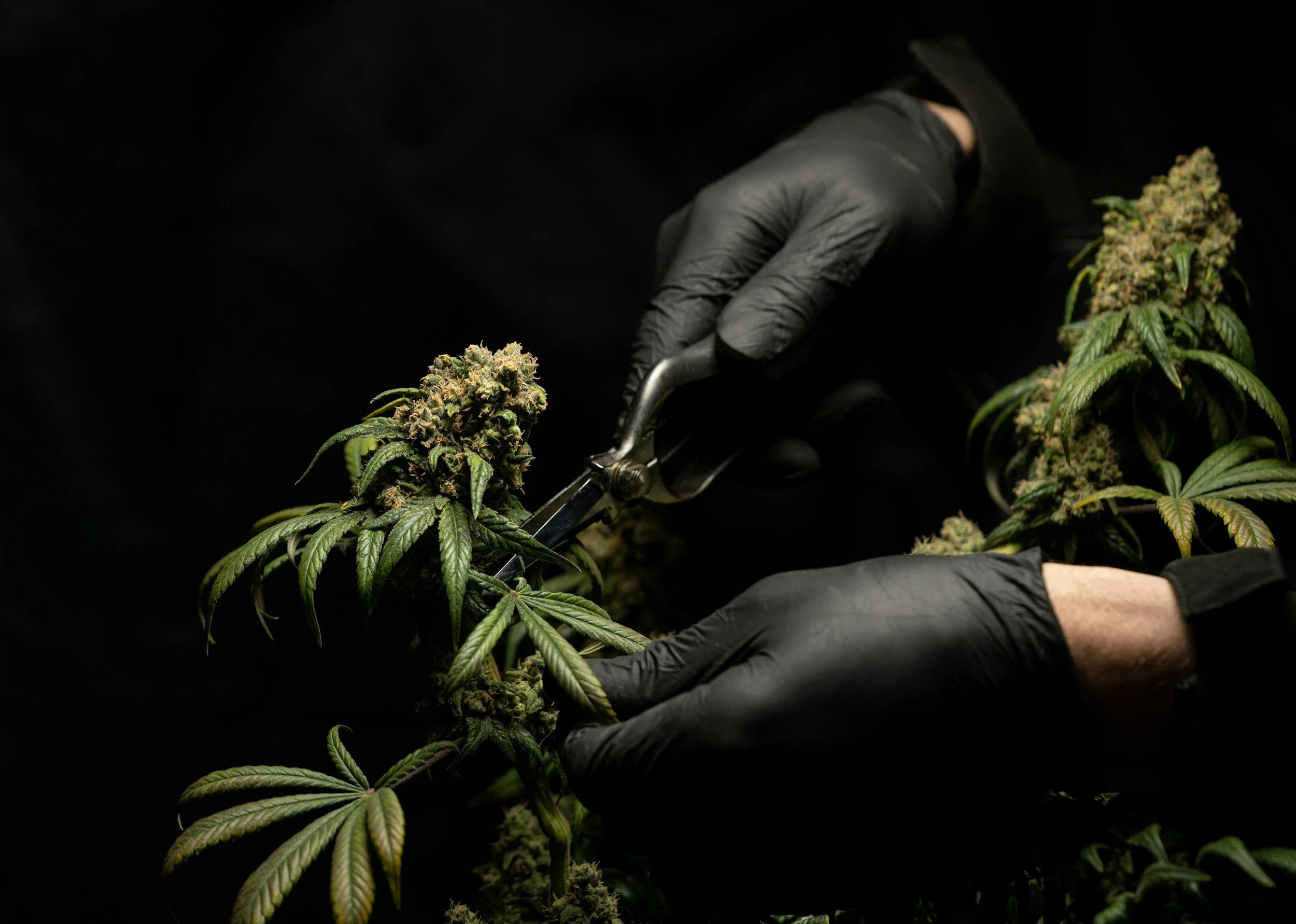 Precision deleafing of cannabis plant with shears