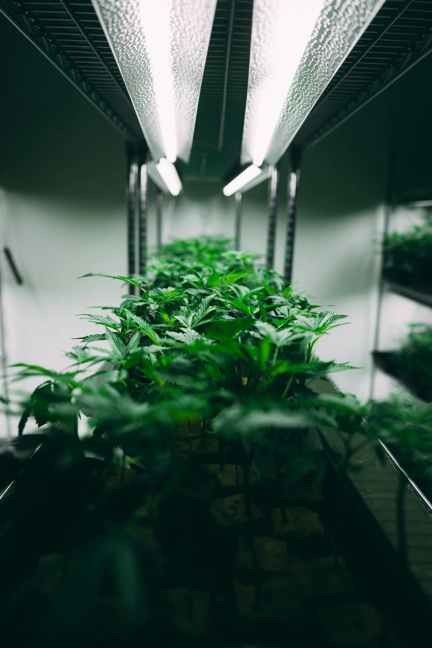 Transplanting young cannabis plants under cultivation lights